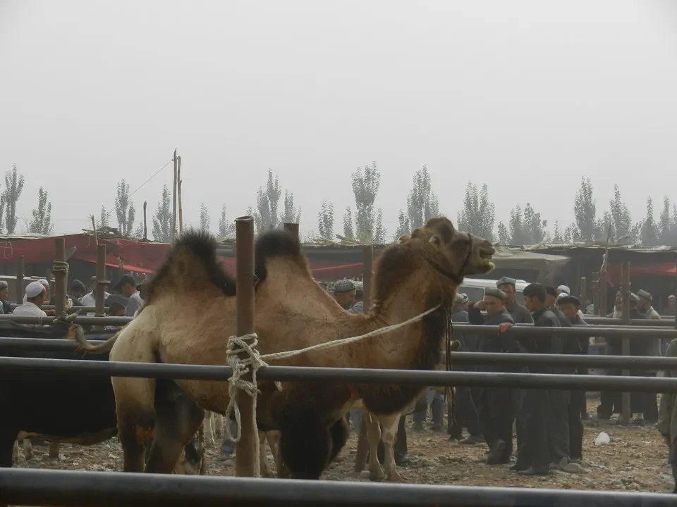 Muli in un mercato di bestiame in Cina.