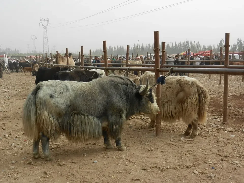 Bovini con pelliccia pascolano in un recinto all'aperto.