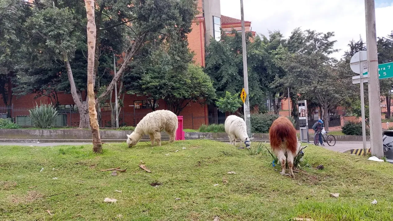 Cani stanno pascolando sull'erba in un parco colombiano.