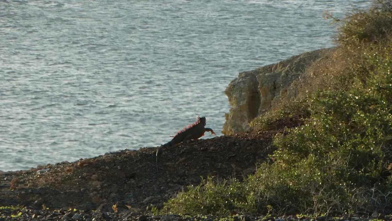 Una iguana si trova su una scogliera rocciosa vicino all'acqua.