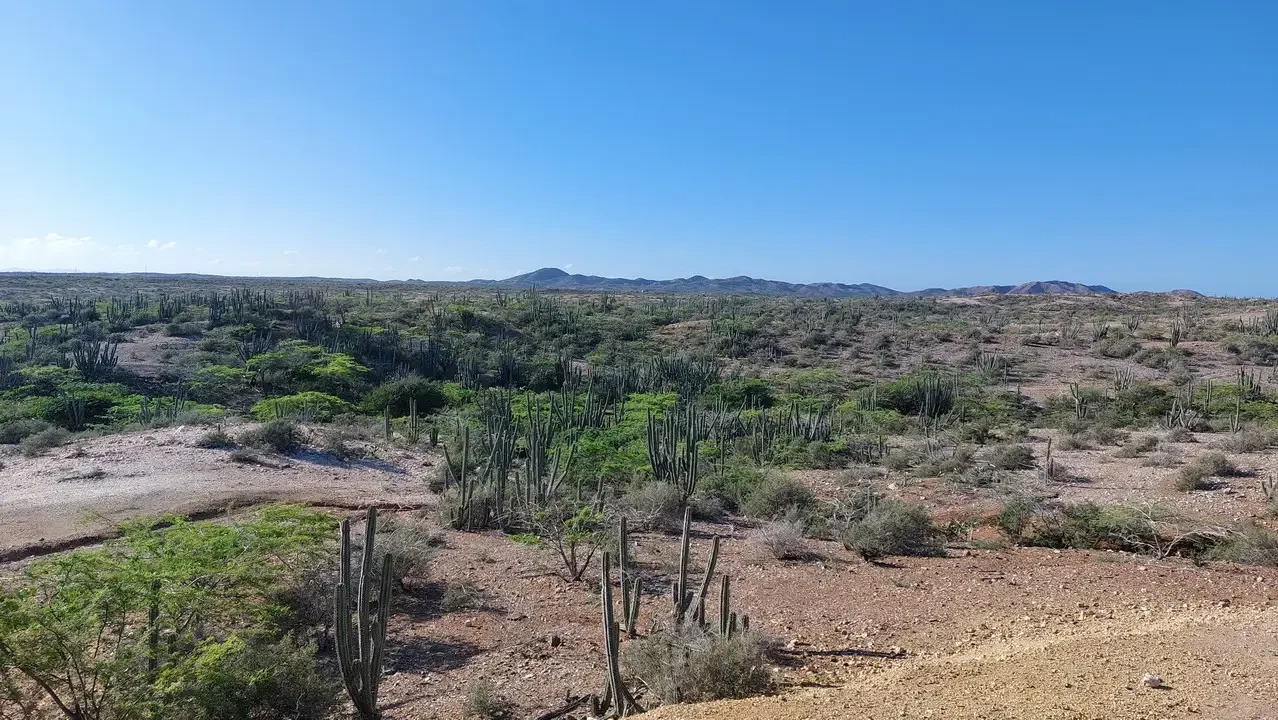 Paesaggio arido del deserto di Alta Guajira in Colombia con cactus e terreno secco.