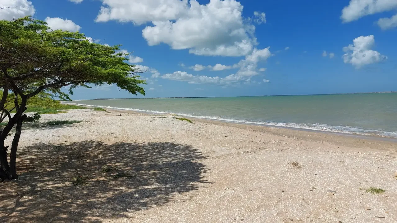 Una spiaggia sabbiosa con alberi verdi fronte all'acqua sotto un cielo azzurro e nuvoloso.