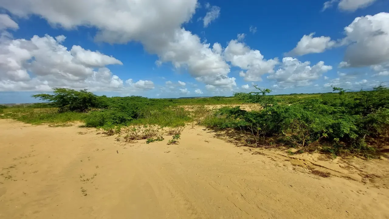 Paesaggio costiero con sabbia e vegetazione verde sotto cielo azzurro.