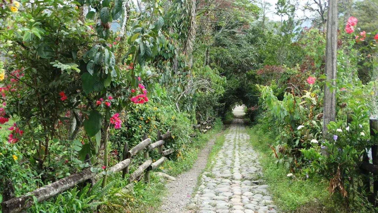 Sentiero sterrato fiancheggiato da vegetazione fiorita in Colombia.