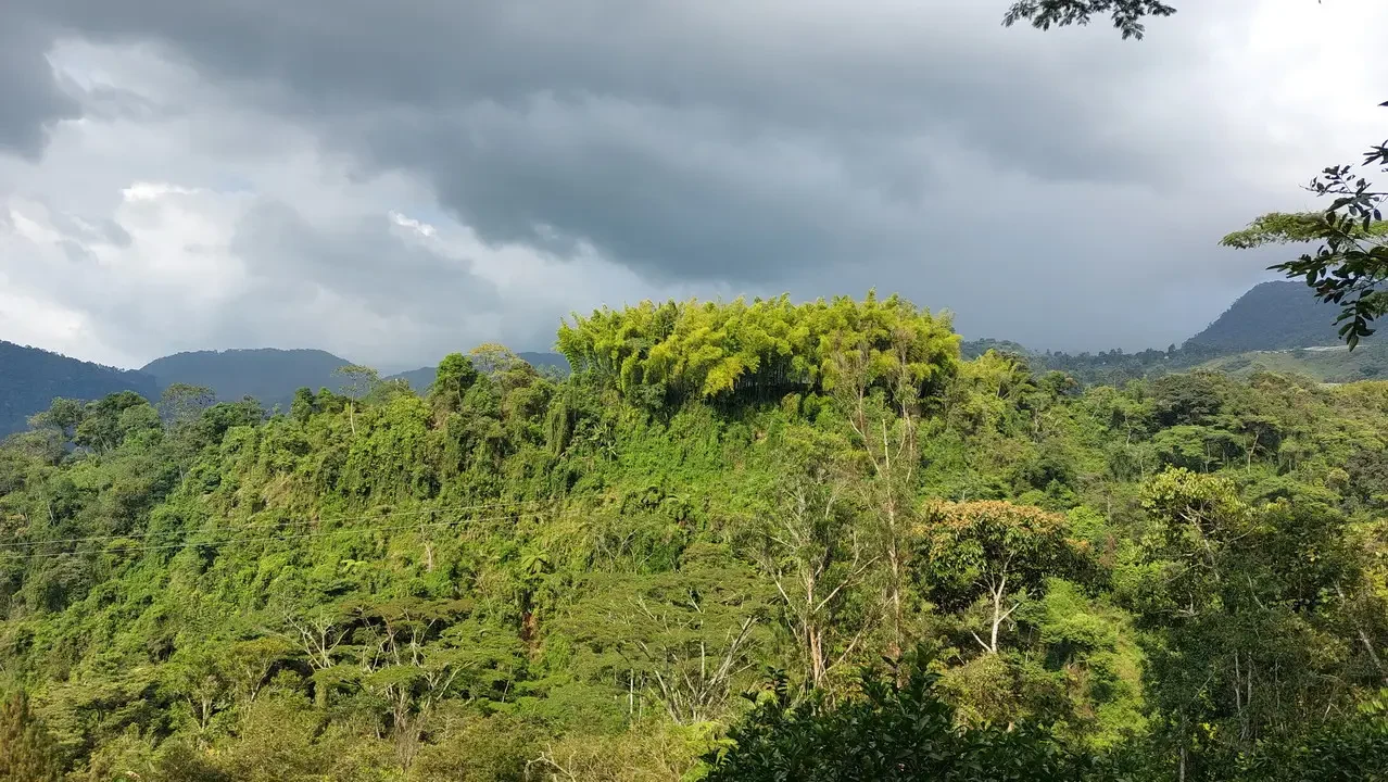 Paesaggio verdeggiante della giungla colombiana sotto un cielo nuvoloso.
