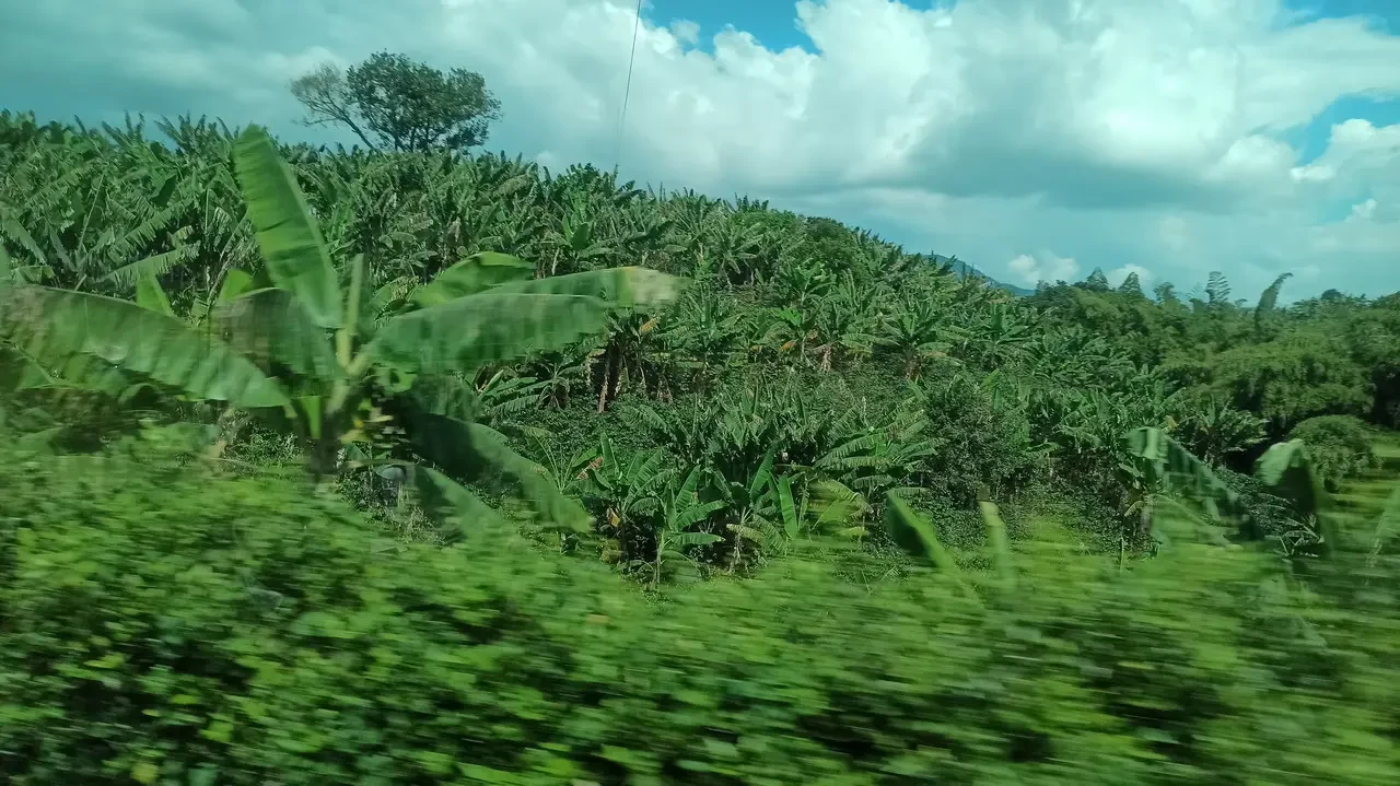 Paesaggio verde lussureggiante della Colombia con cielo nuvoloso.