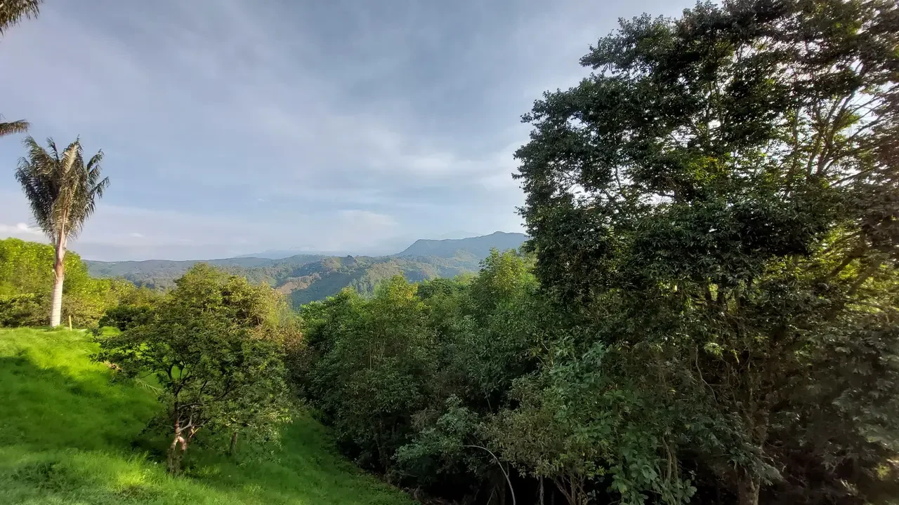 Paesaggio verde e collinare con fitta vegetazione lussureggiante sotto un cielo nuvoloso.