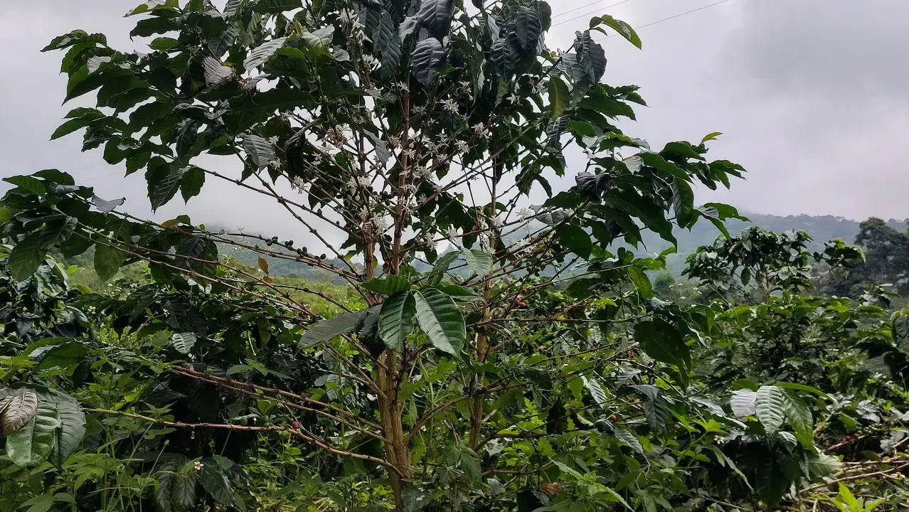 Foresta lussureggiante di piante in un paesaggio montano colombiano.