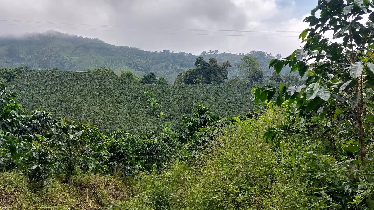 Una vista panoramica di colline lussureggianti e nebbiose in Colombia.