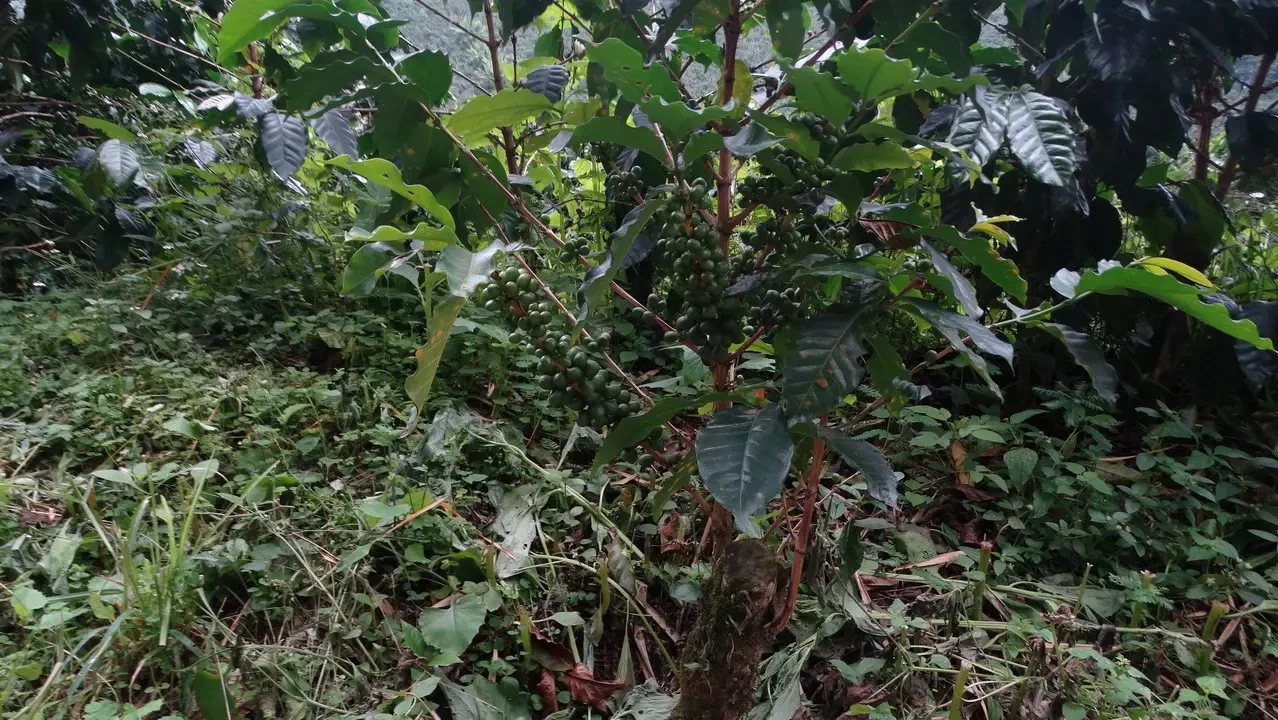 Vegetazione lussureggiante in una zona boschiva colombiana.