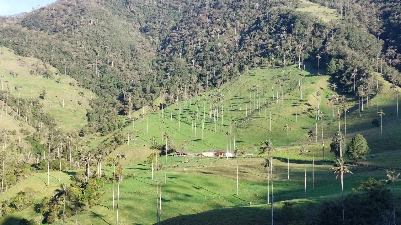 Paesaggio collinare verde con alberi e vegetazione in Colombia.