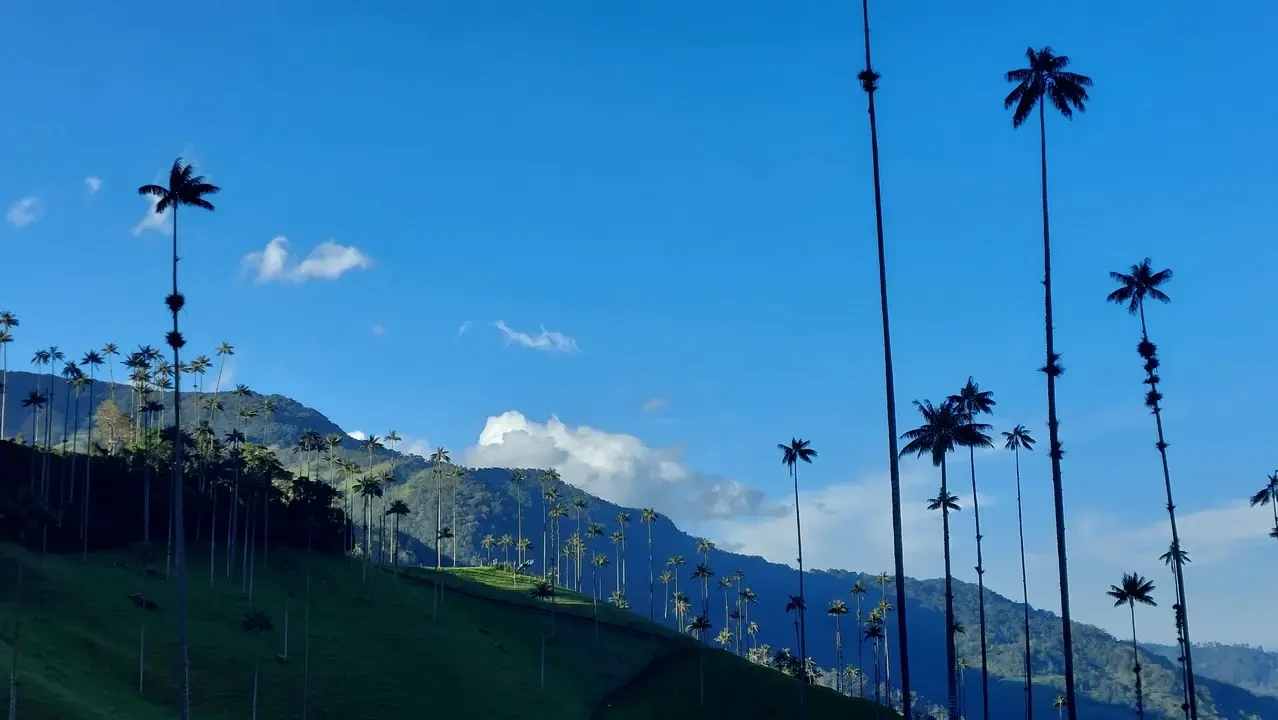 Colline verdi ondulate punteggiate da palme alte sotto un cielo azzurro.