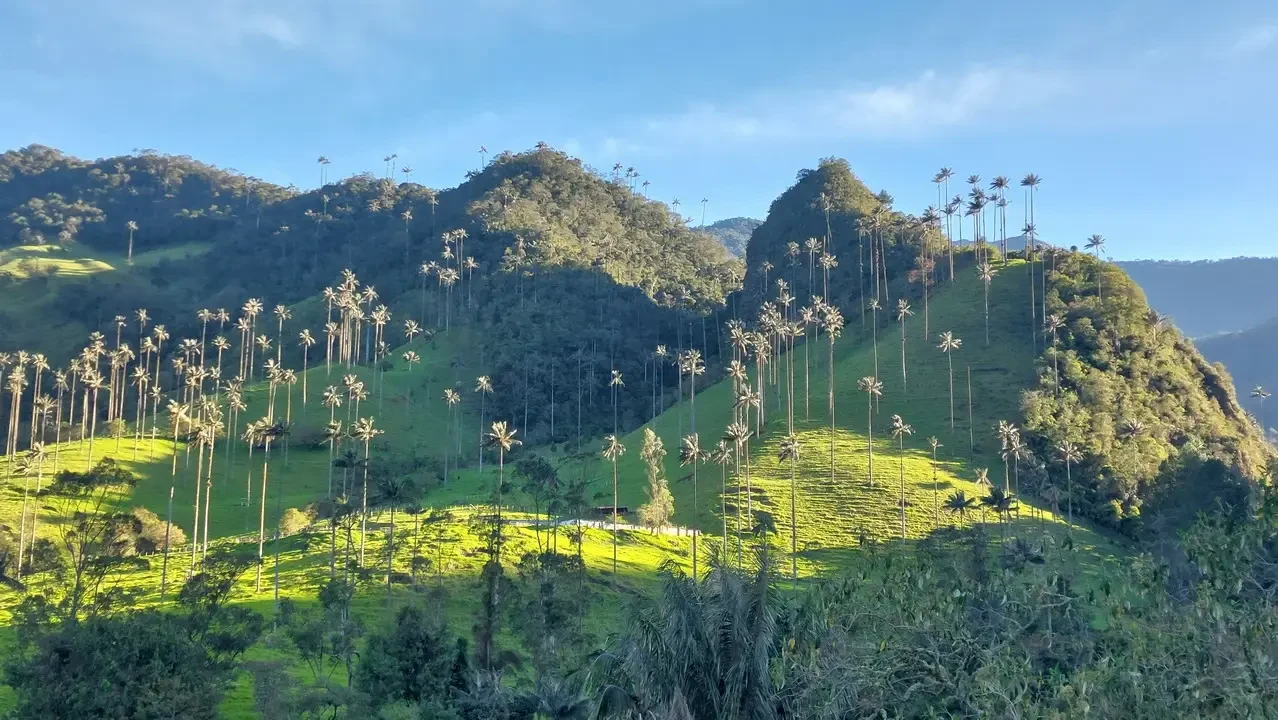 Paesaggio collinare verde con alberi di palma in Colombia.