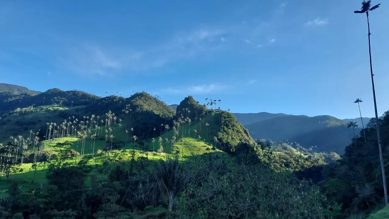 Paesaggio verde e collinare della Valle del Cocora in Colombia sotto un cielo azzurro.