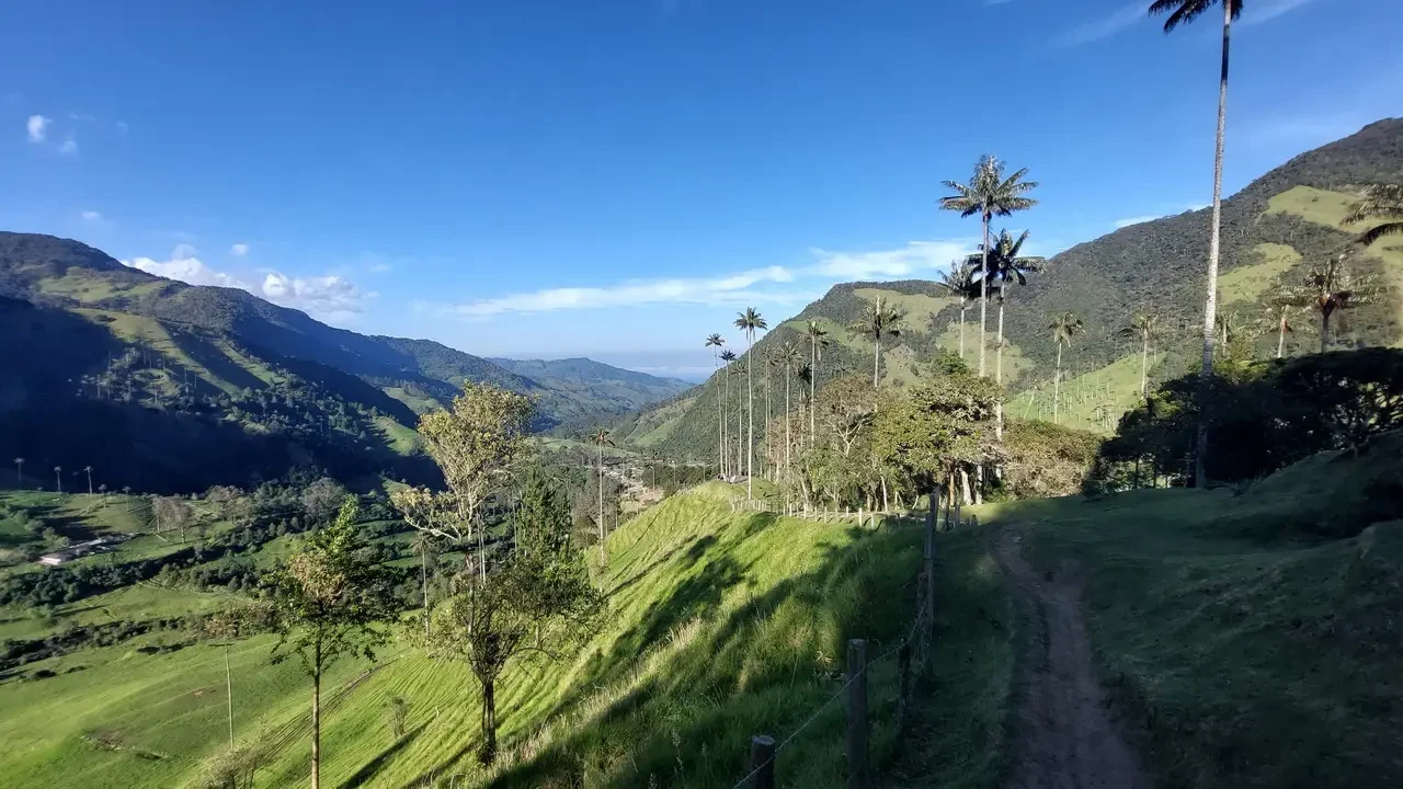 Paesaggio collinare verde con palme lungo un sentiero in Colombia.