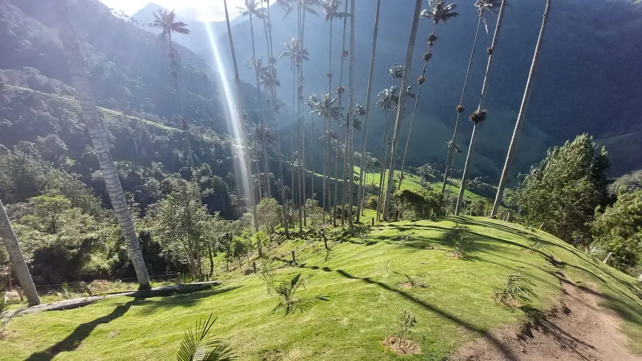 Alberi alti illuminati dalla luce del sole su una collina verde.