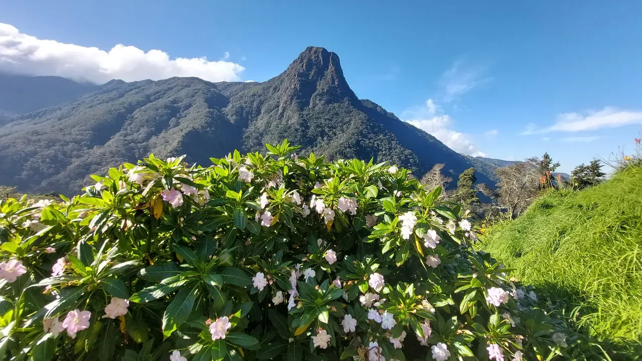Paesaggio montano colombiano con vegetazione fiorita in primo piano.