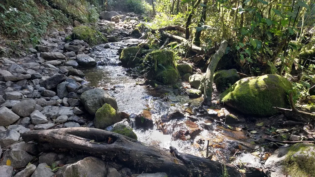 Un ruscello roccioso scorre attraverso una foresta lussureggiante e ricoperta di muschio.