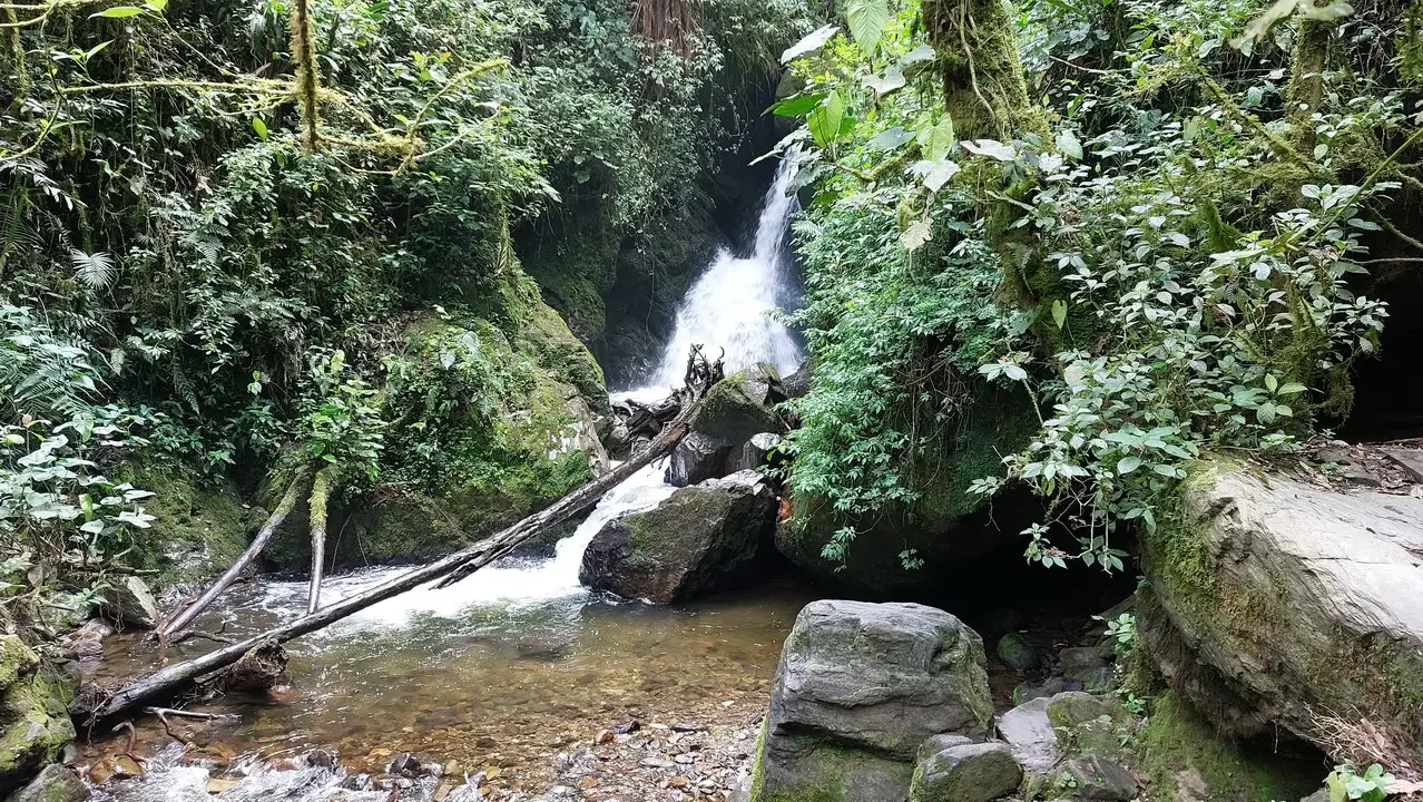 Cascata nella foresta lussureggiante di Valle del Cocora.