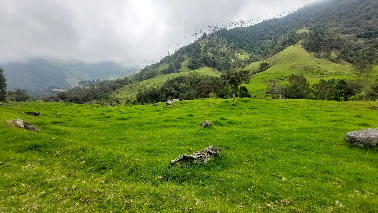Paesaggio verde e ondulato delle colline nella Valle del Cocora in Colombia.