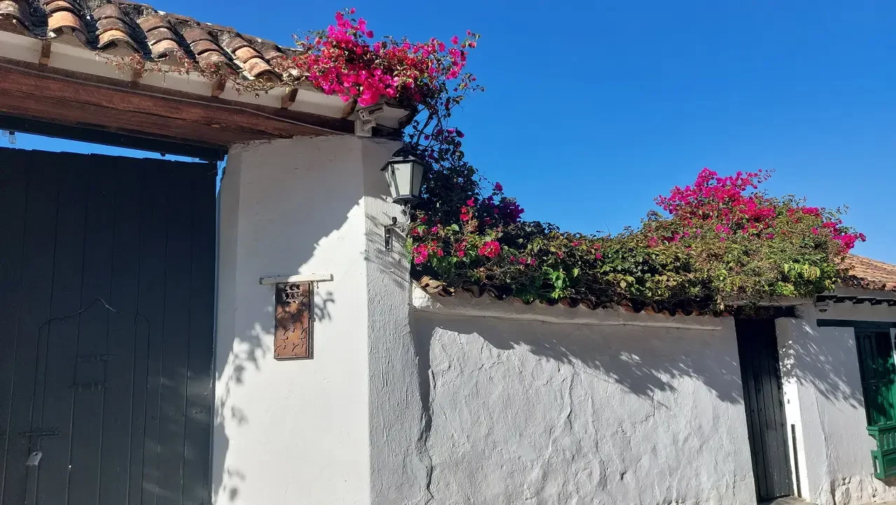 Fiori rosa rampicanti decorano il muro di una casa colombiana sotto il sole.