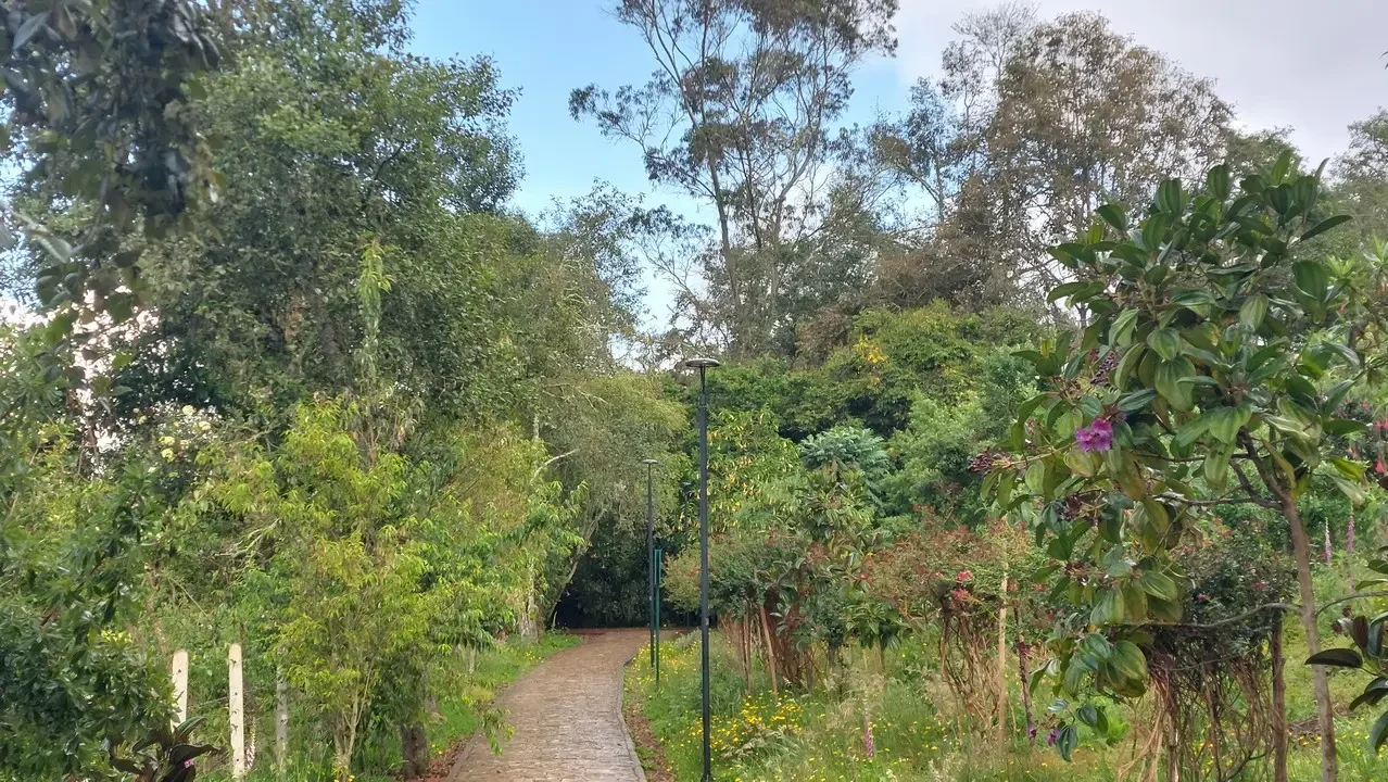 Un sentiero sterrato attraversa una zona boscosa con vegetazione lussureggiante in Colombia.