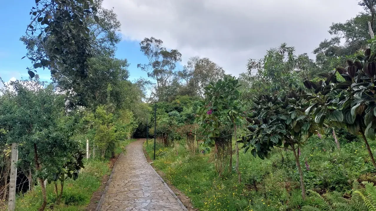 A lungo sentiero sterrato attraversa una foresta lussureggiante in Colombia.