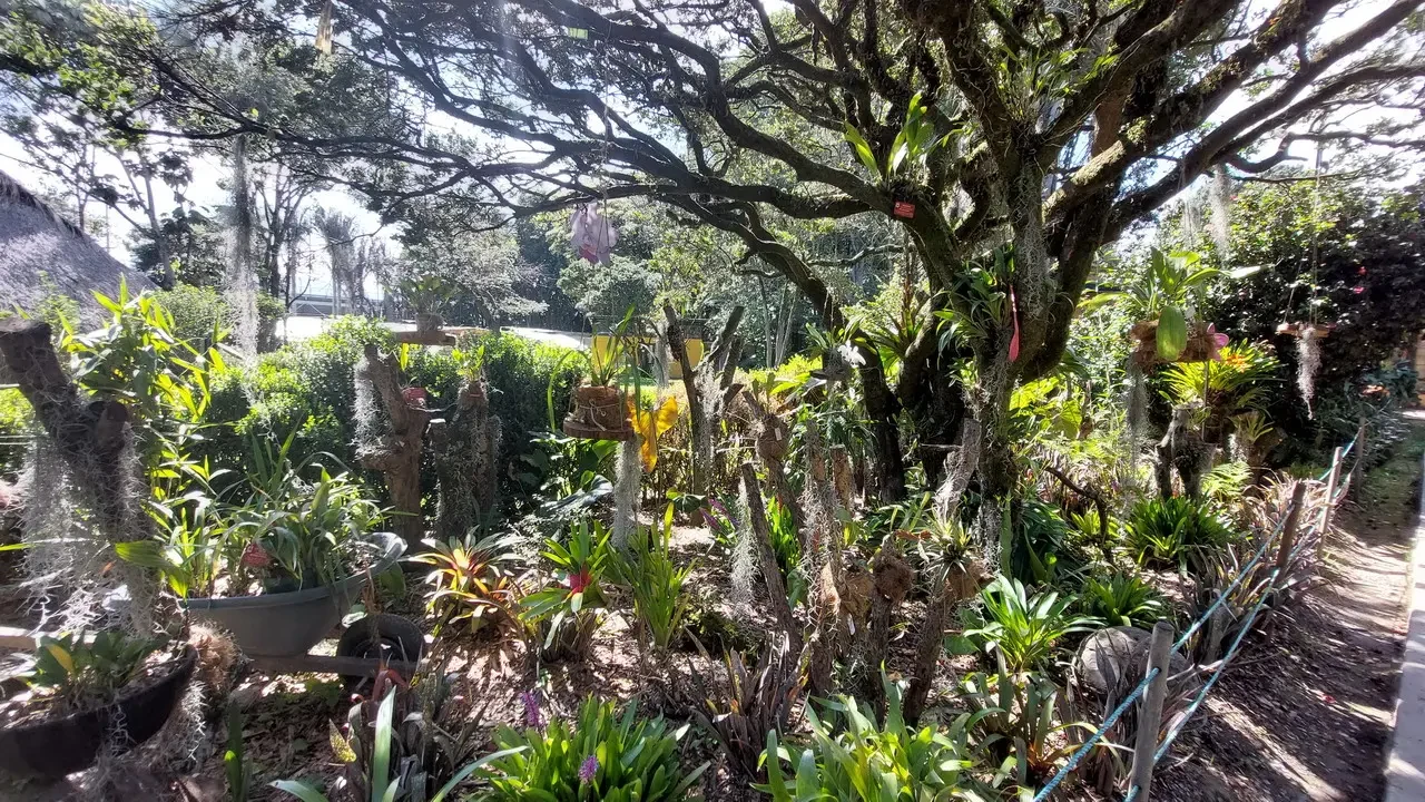 Giardino botanico lussureggiante con piante in vaso e alberi frondosi.
