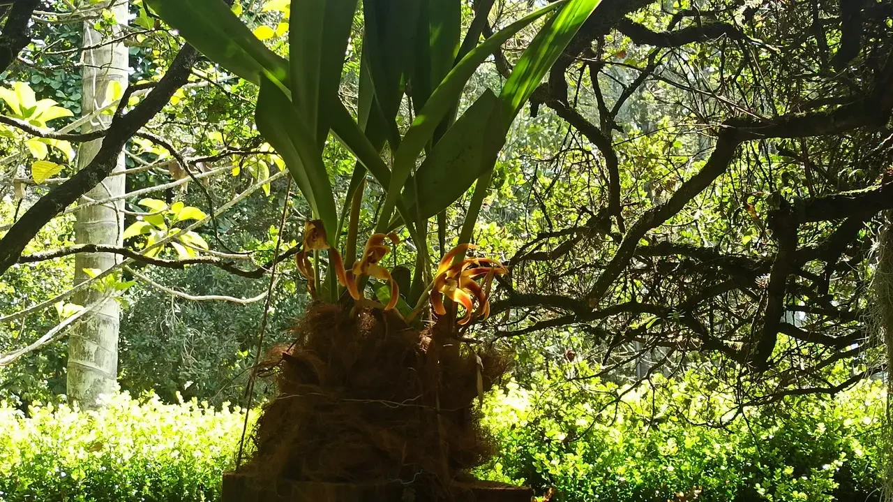 Una vista verde e lussureggiante di piante esotiche in un ambiente boschivo colombiano.