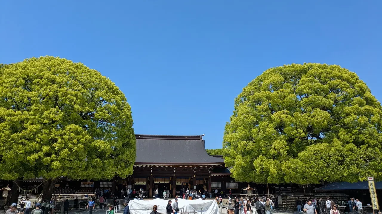 Giardino con alberi di cedro in Giappone.