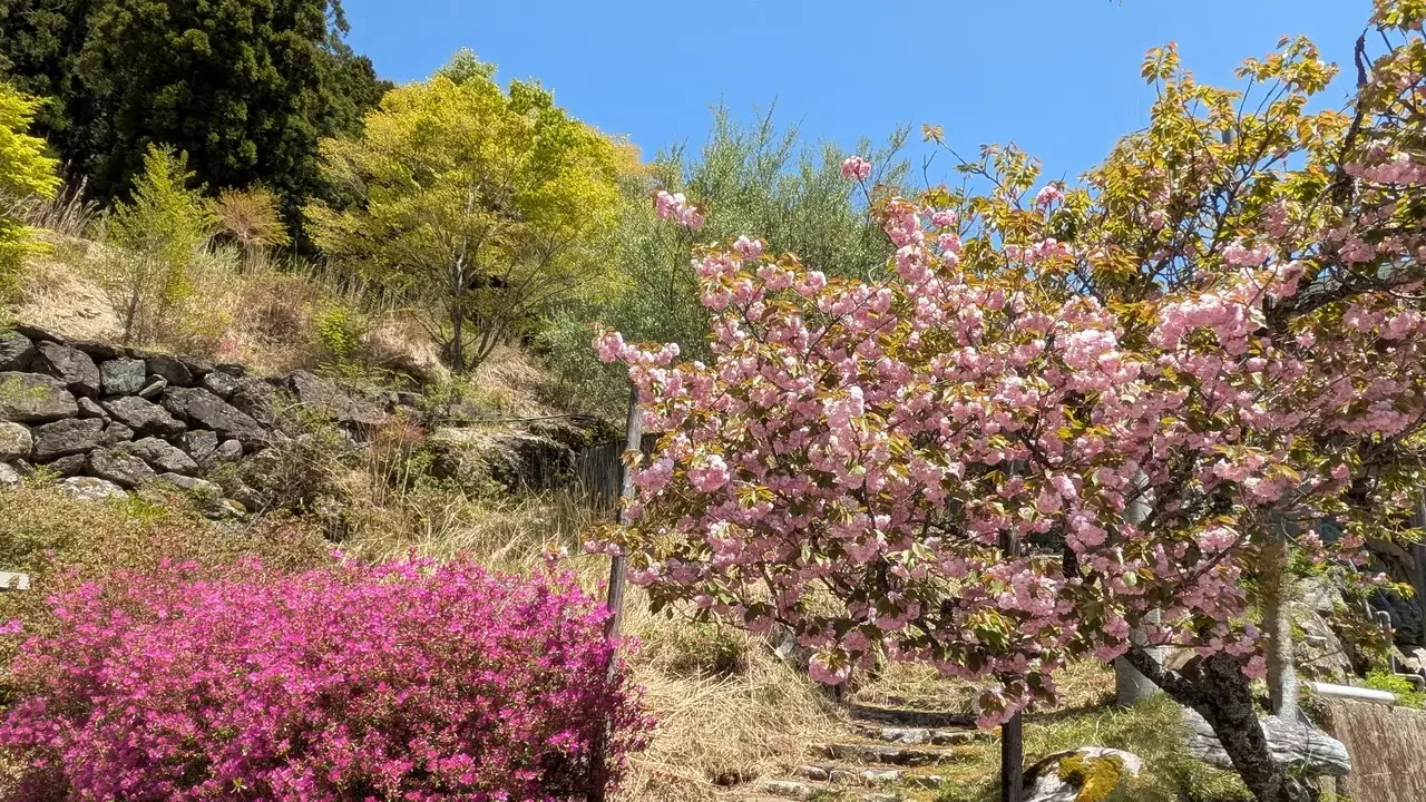Alberi in piena fioritura rosa adornano un paesaggio collinare primaverile.