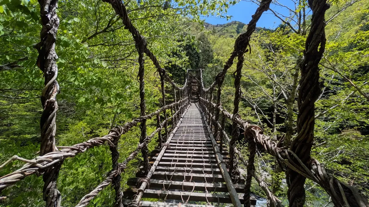 Un ponte di legno avvolto da viti attraversa una fitta foresta verdeggiante in Giappone.