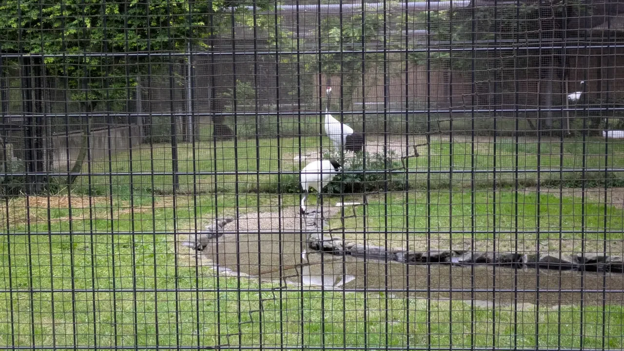 Un giardino giapponese con un piccolo ruscello e uccelli in un recinto.