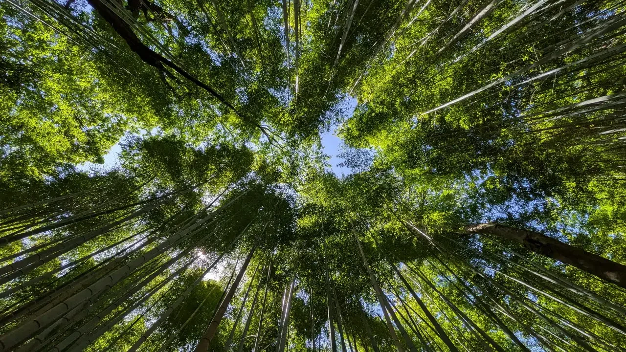 Kyoto II