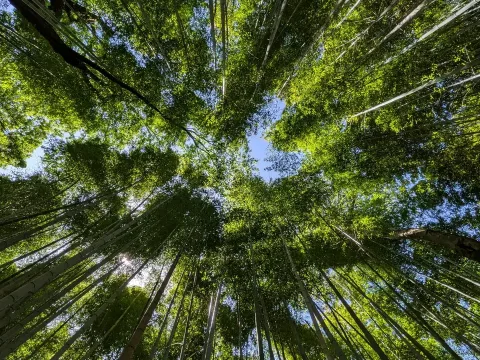 Kyoto II