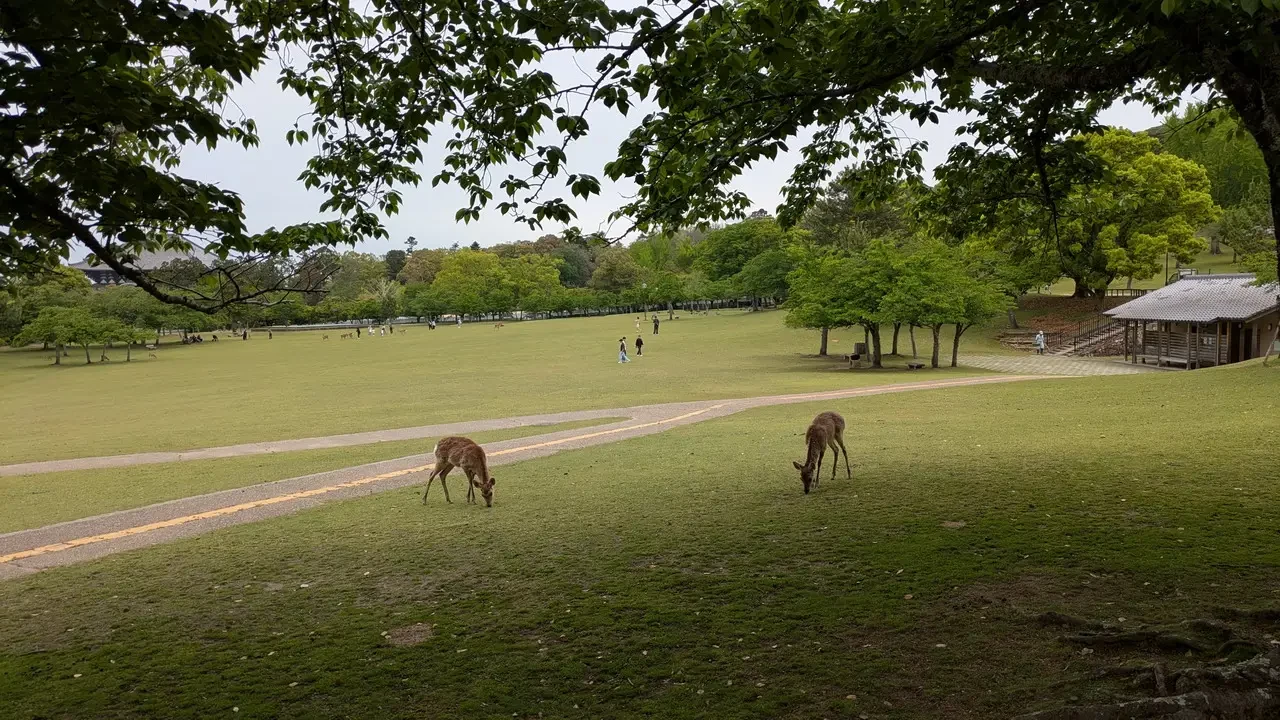 Cervi pascolano su un ampio prato verde in un parco giapponese.