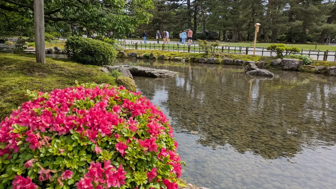 Uno scorcio sereno di un giardino giapponese con un corso d'acqua fiorito.