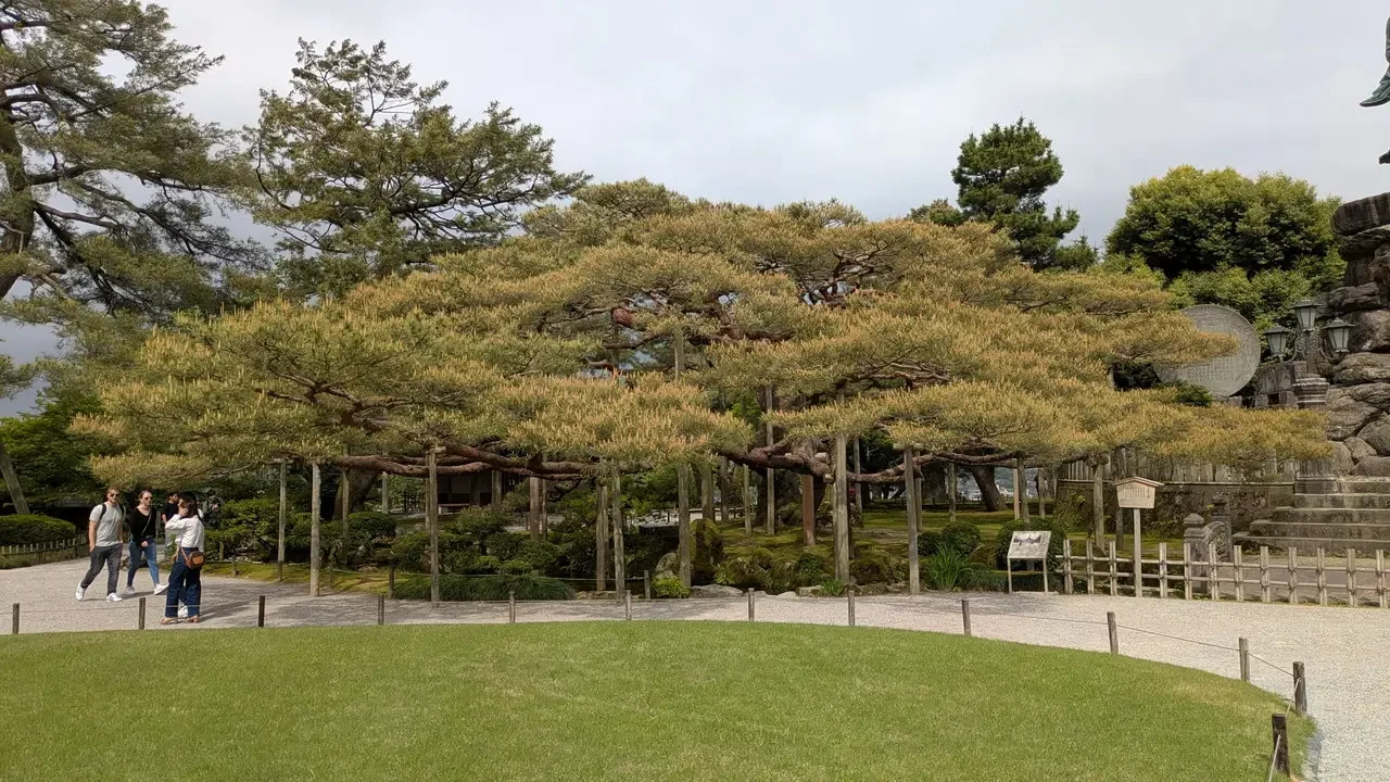 Il giardino Kenroku-en a Kanazawa in Giappone mostra alberi secolari e un prato curato.
