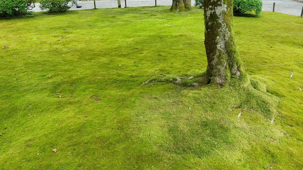 Un prato verde con alberi maturi in Giappone.