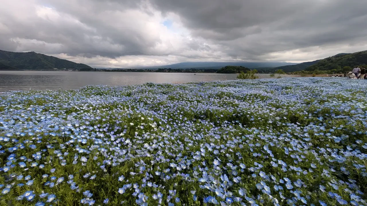 Un vasto campo di fiori blu e viola borda un corpo d'acqua sotto un cielo nuvoloso in Giappone.