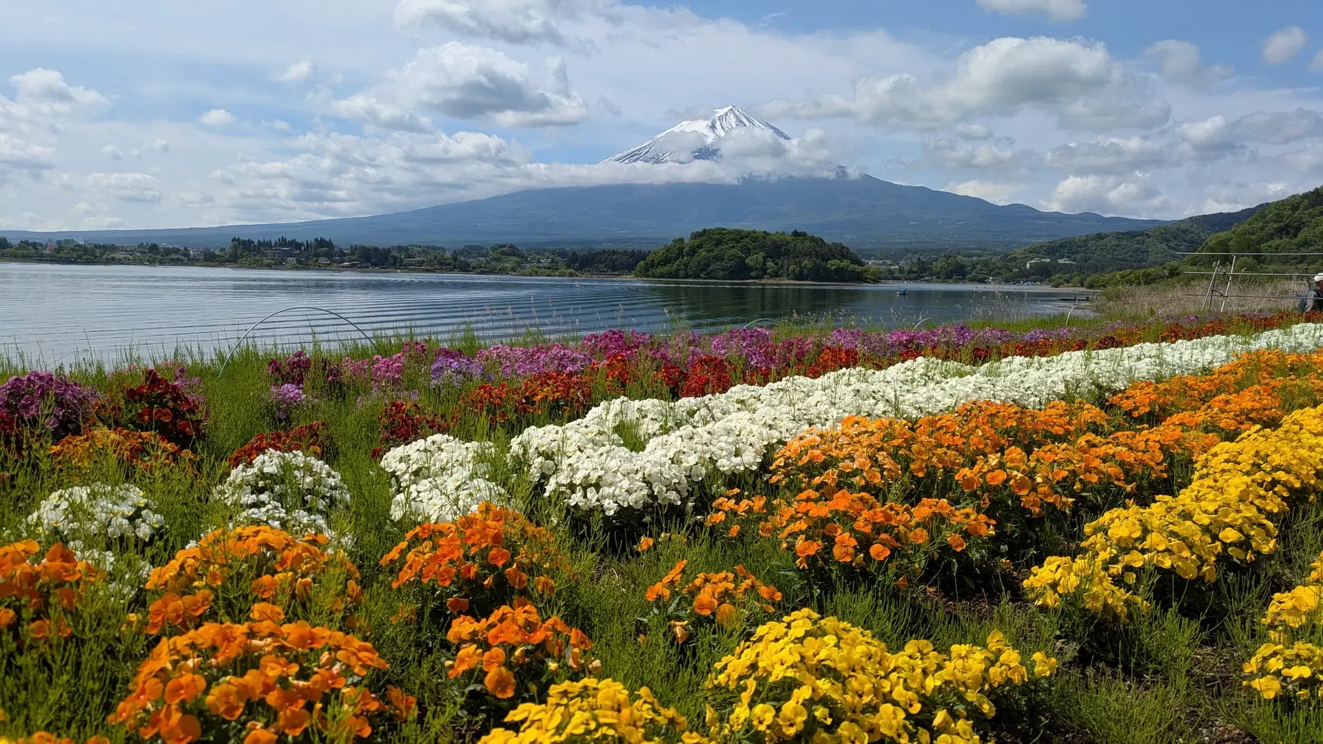 Campi di fiori colorati fronte a un lago con il Monte Fuji sullo sfondo.