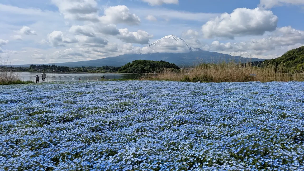 Un vasto campo di fiori blu si estende davanti a una montagna innevata in Giappone.