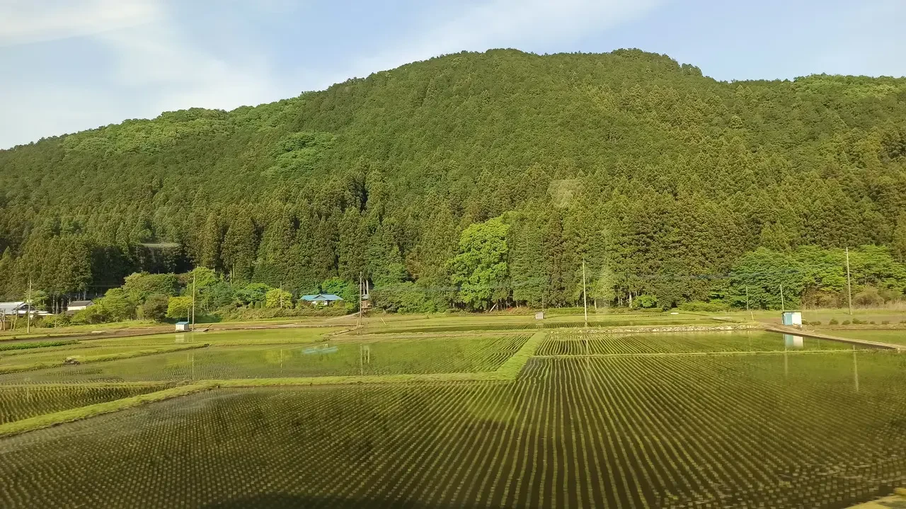 Paesaggio verde con colline boscose e campi allagato in Giappone.