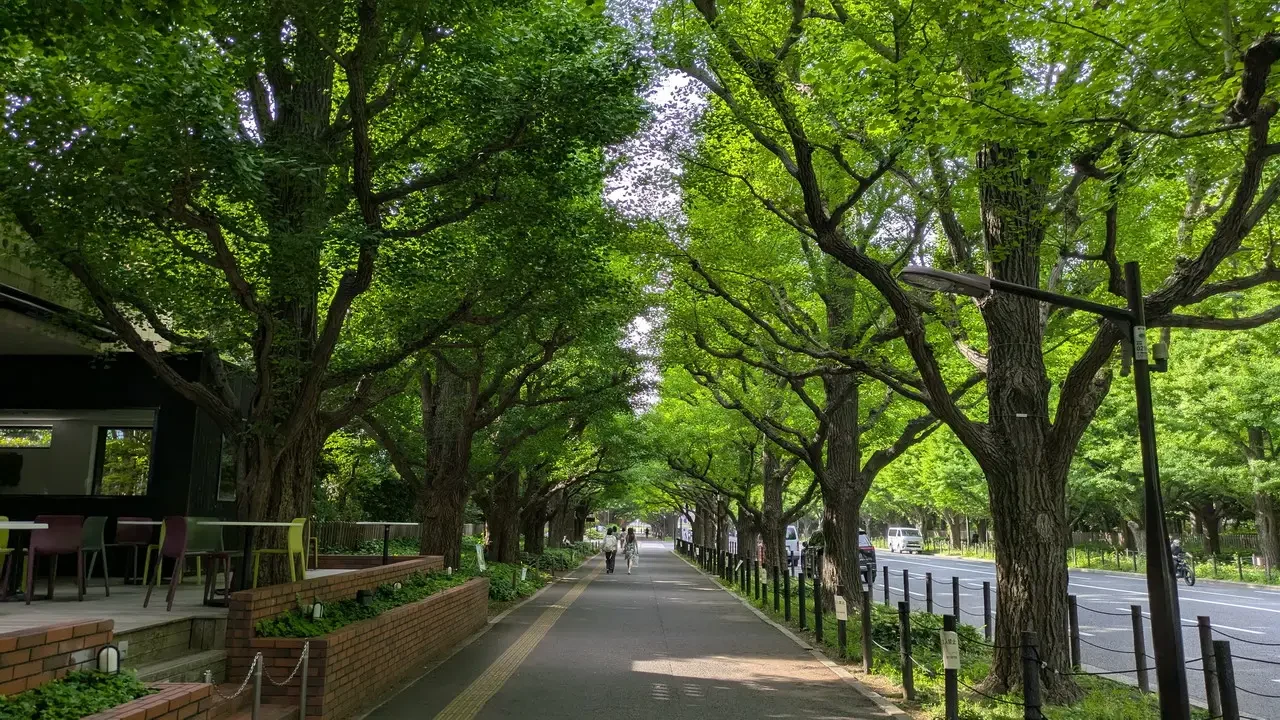 Una passeggiata alberata lungo una strada in Giappone.