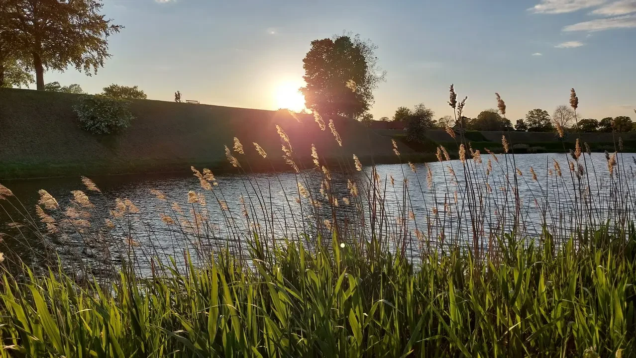 Superficie d'acqua calma riflessa con la luce dorata del sole all'alba tra canne palustri.