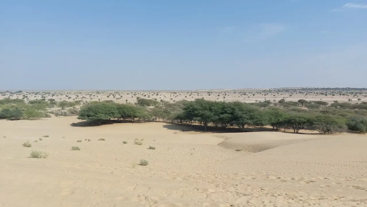 Paesaggio del deserto del Thar in India con alberi sparsi sulla sabbia dorata.