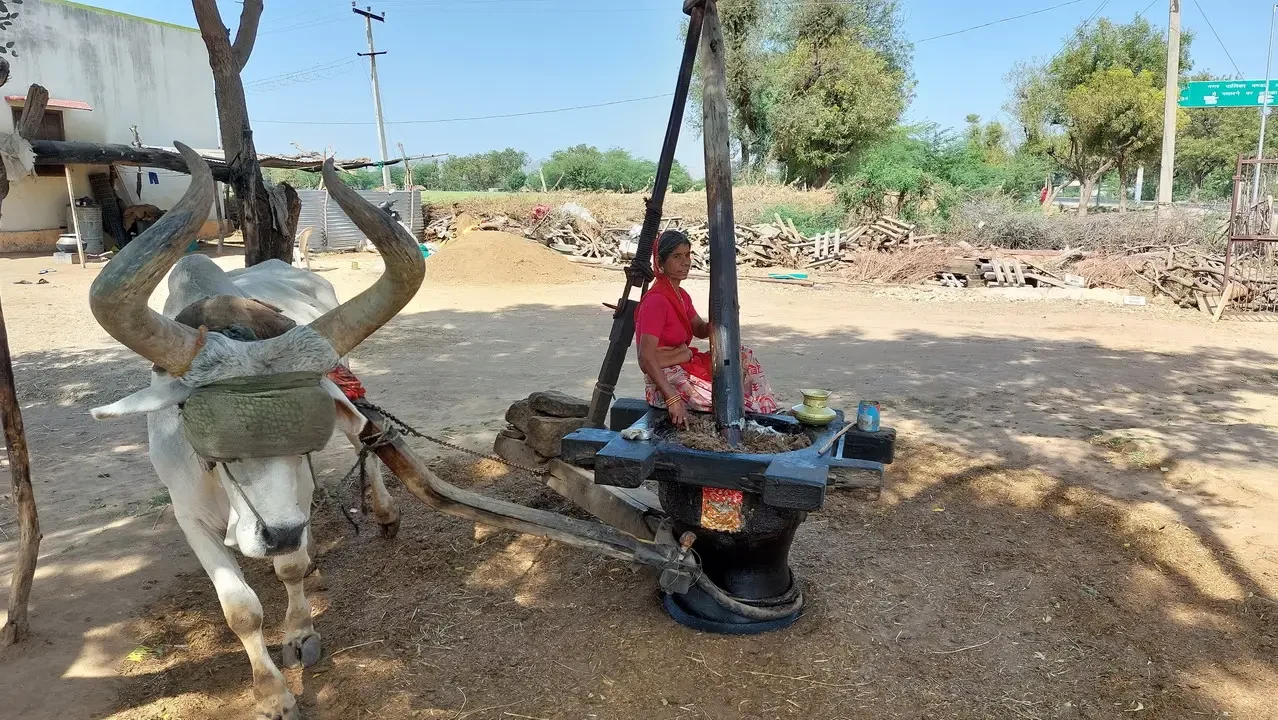 Bovini train pulling a mill in rural India.