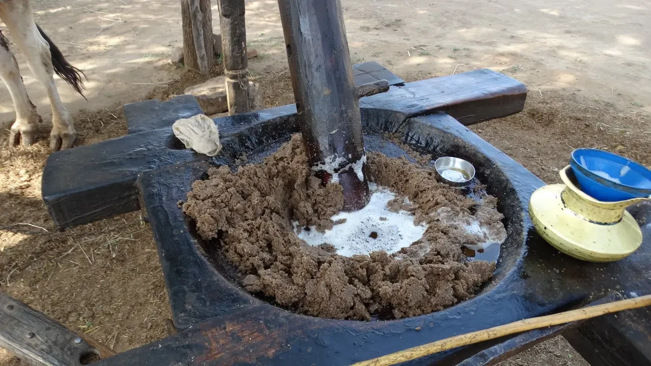 Mulino per l'olio di sesamo in India.