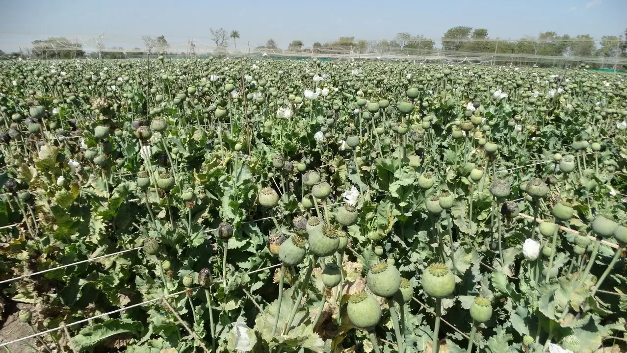 Campi di opium in un campo agricolo in India sotto il sole.