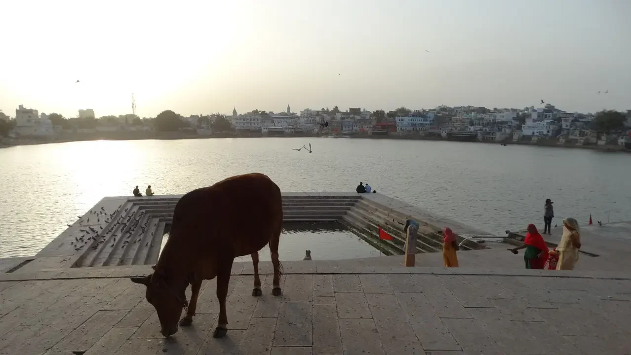 Un toro marrone si trova vicino all'acqua su un ghat che domina un paesaggio cittadino in India al tramonto.